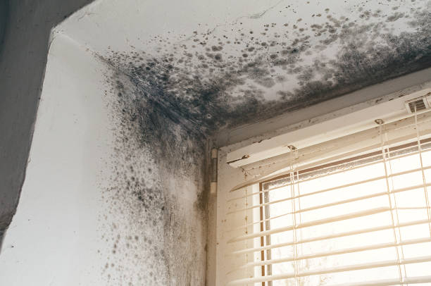 Affordable Black Mold Remediation solutions in Madison, NC